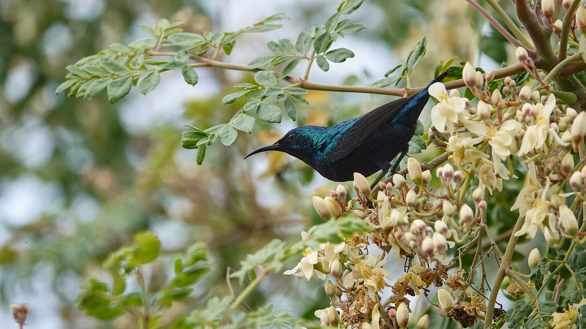 Purple Sunbird