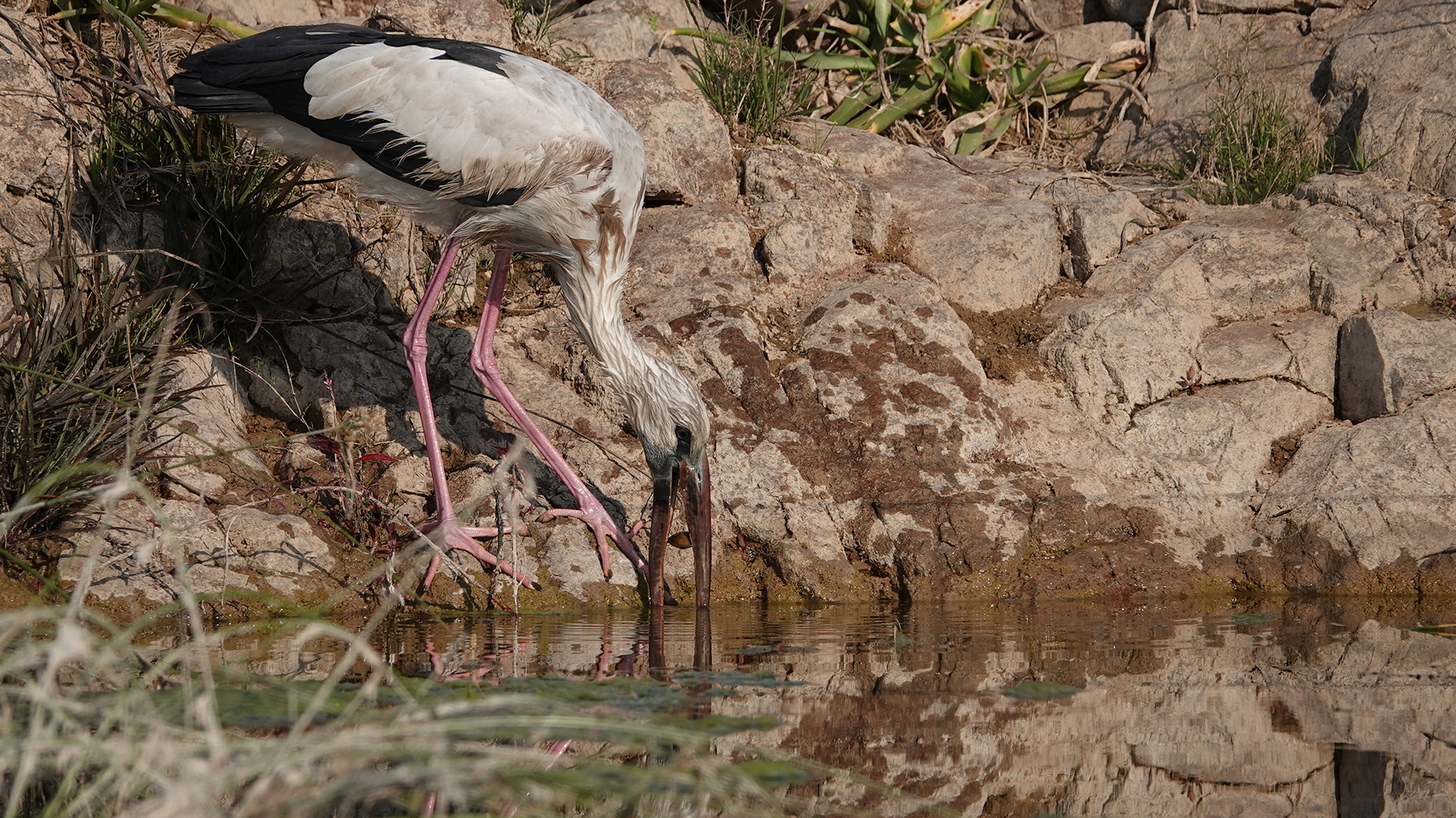 Asian Openbill