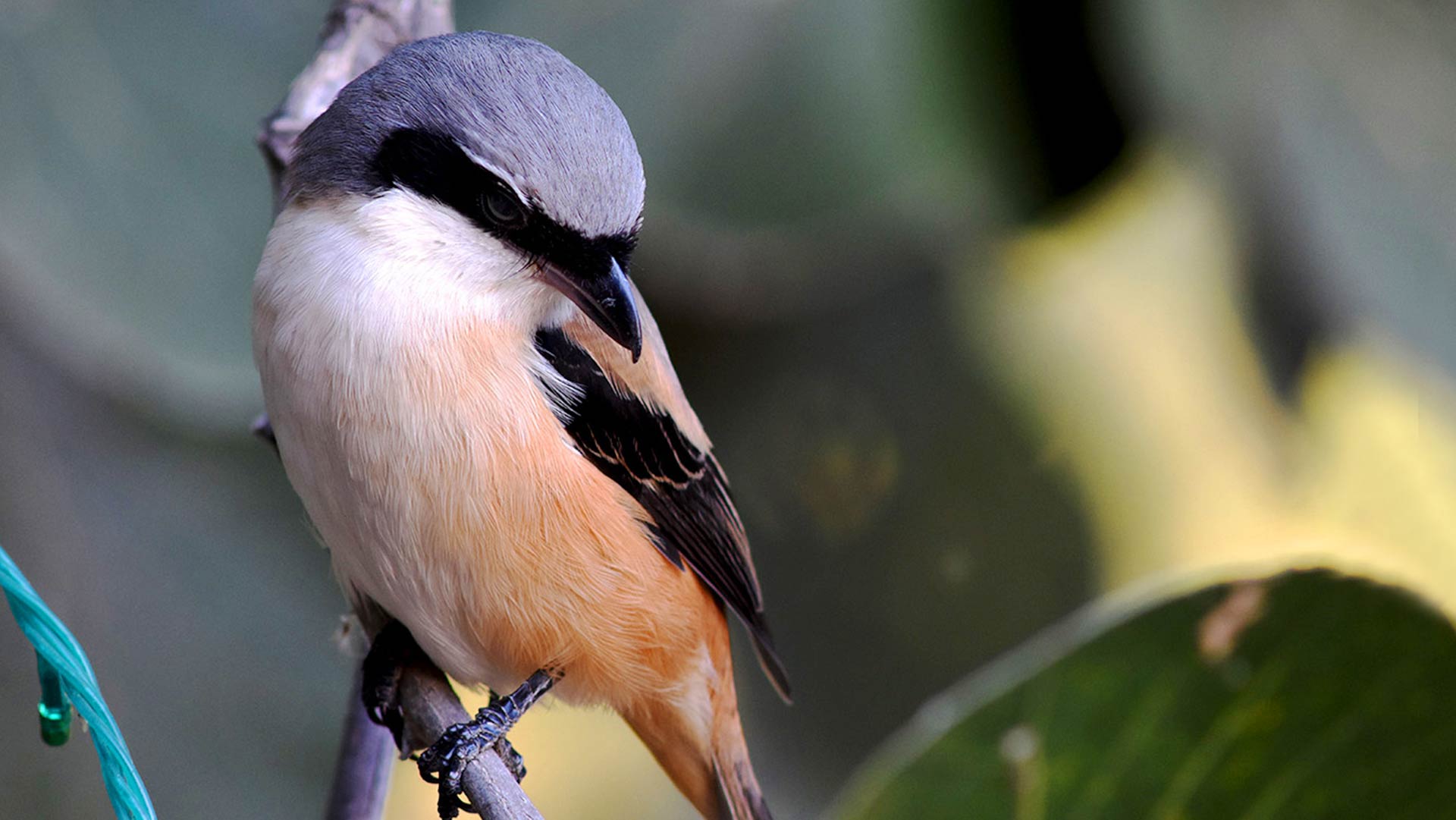 bird-longtailed