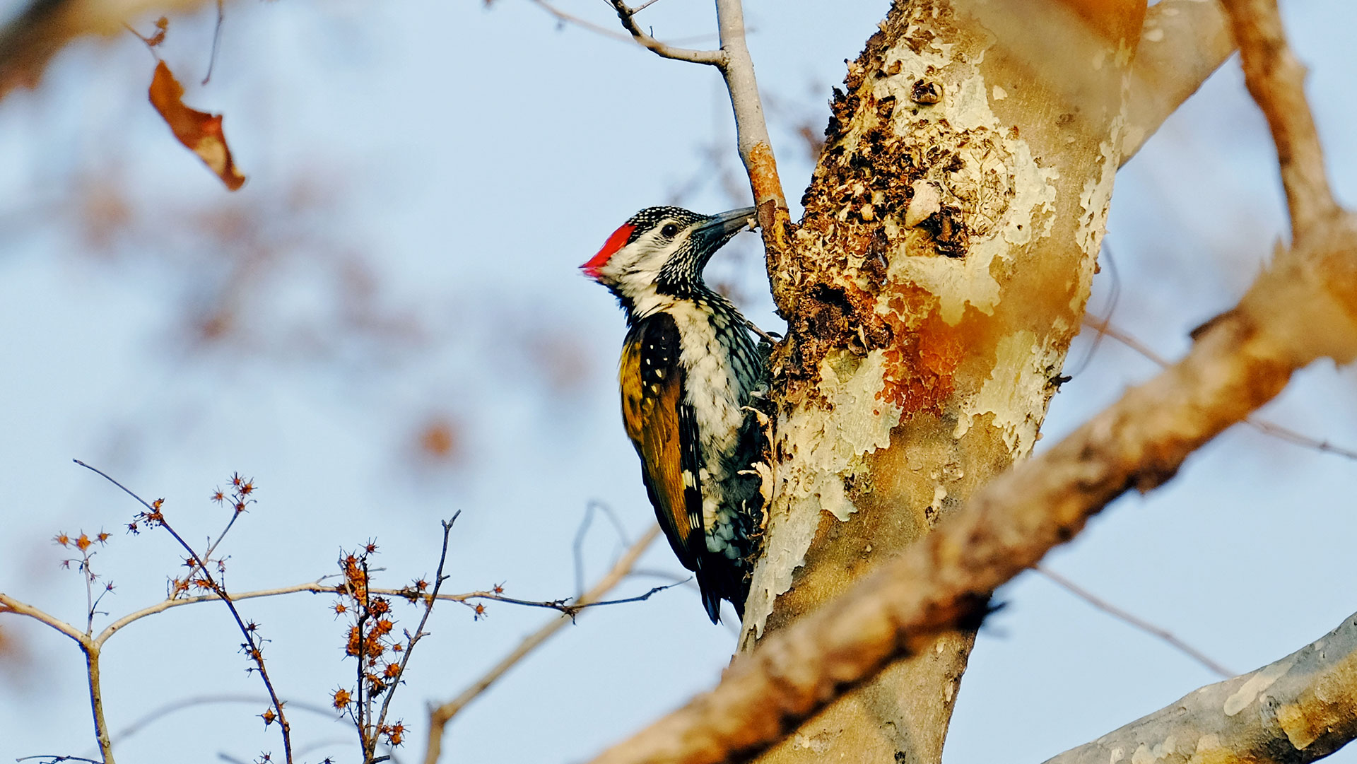 Golden Backed Woodpecker