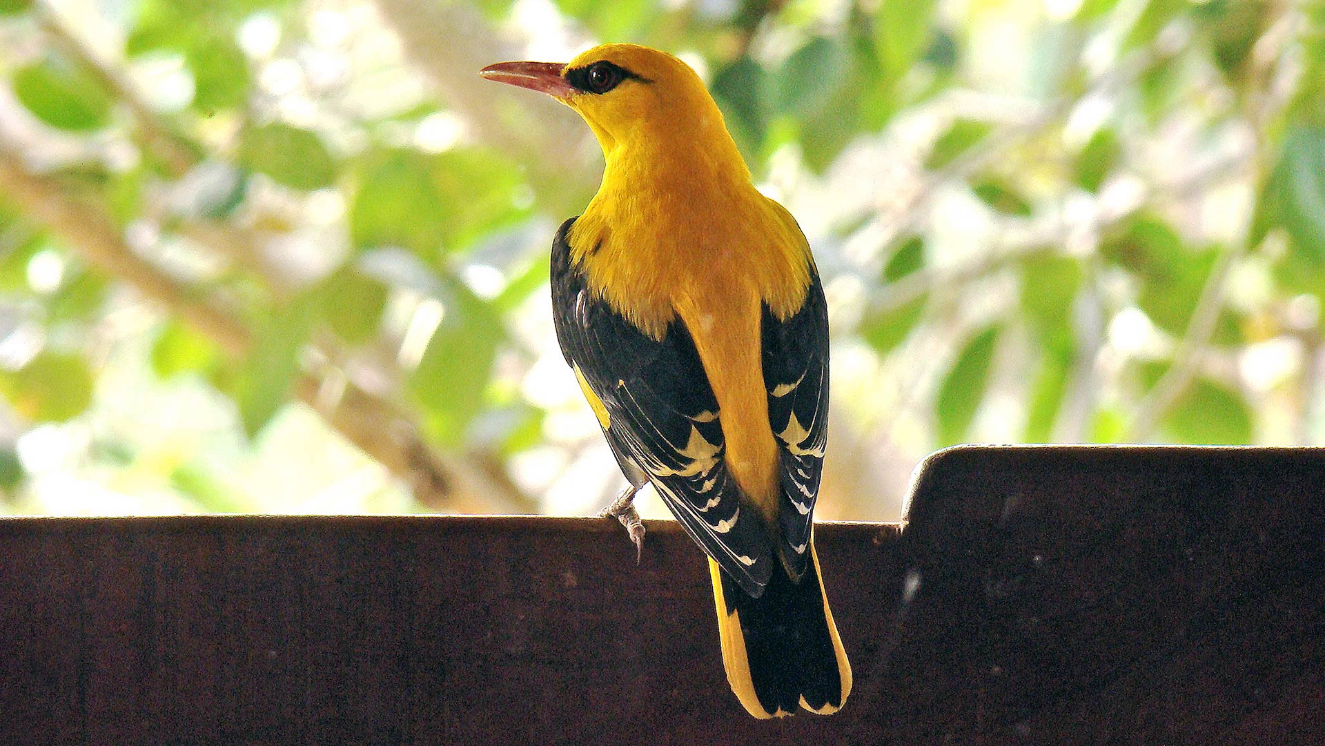 Golden Oriole