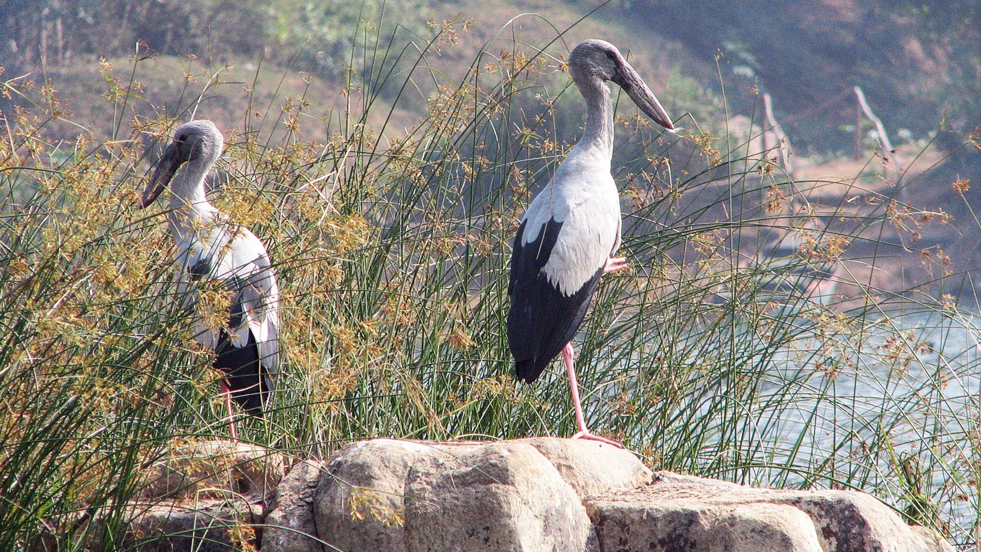 open_billed_storks