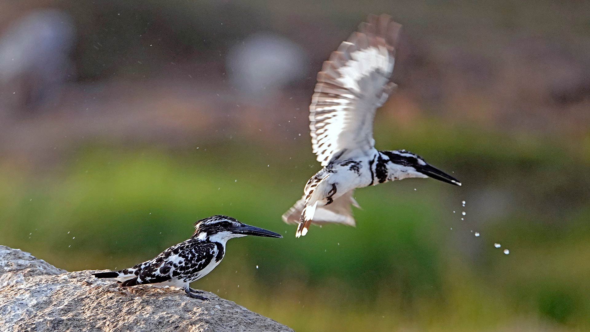 Pied Kingfisher