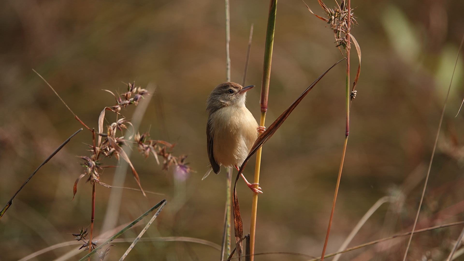 Plain Prinia