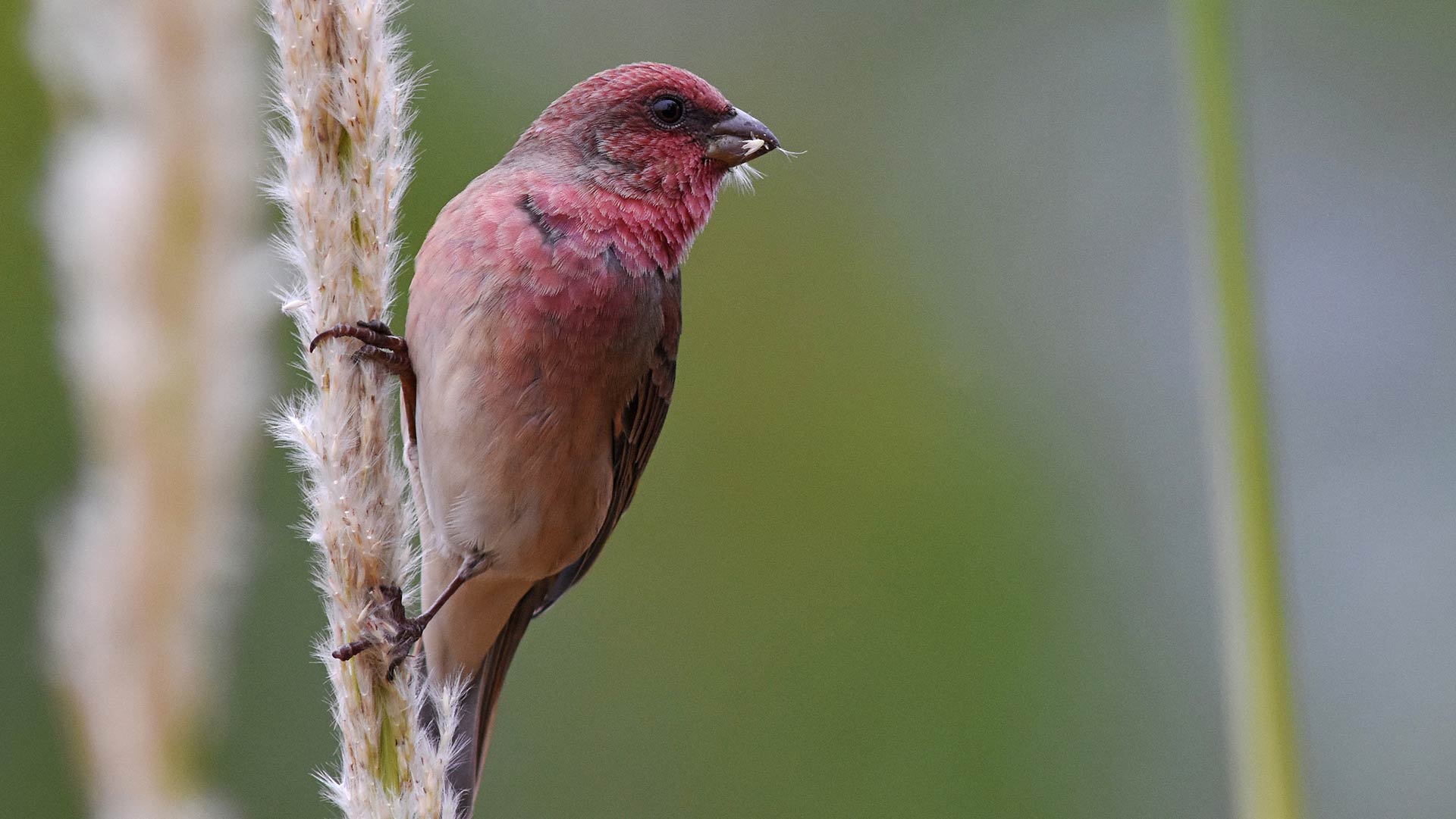 Rosefinch