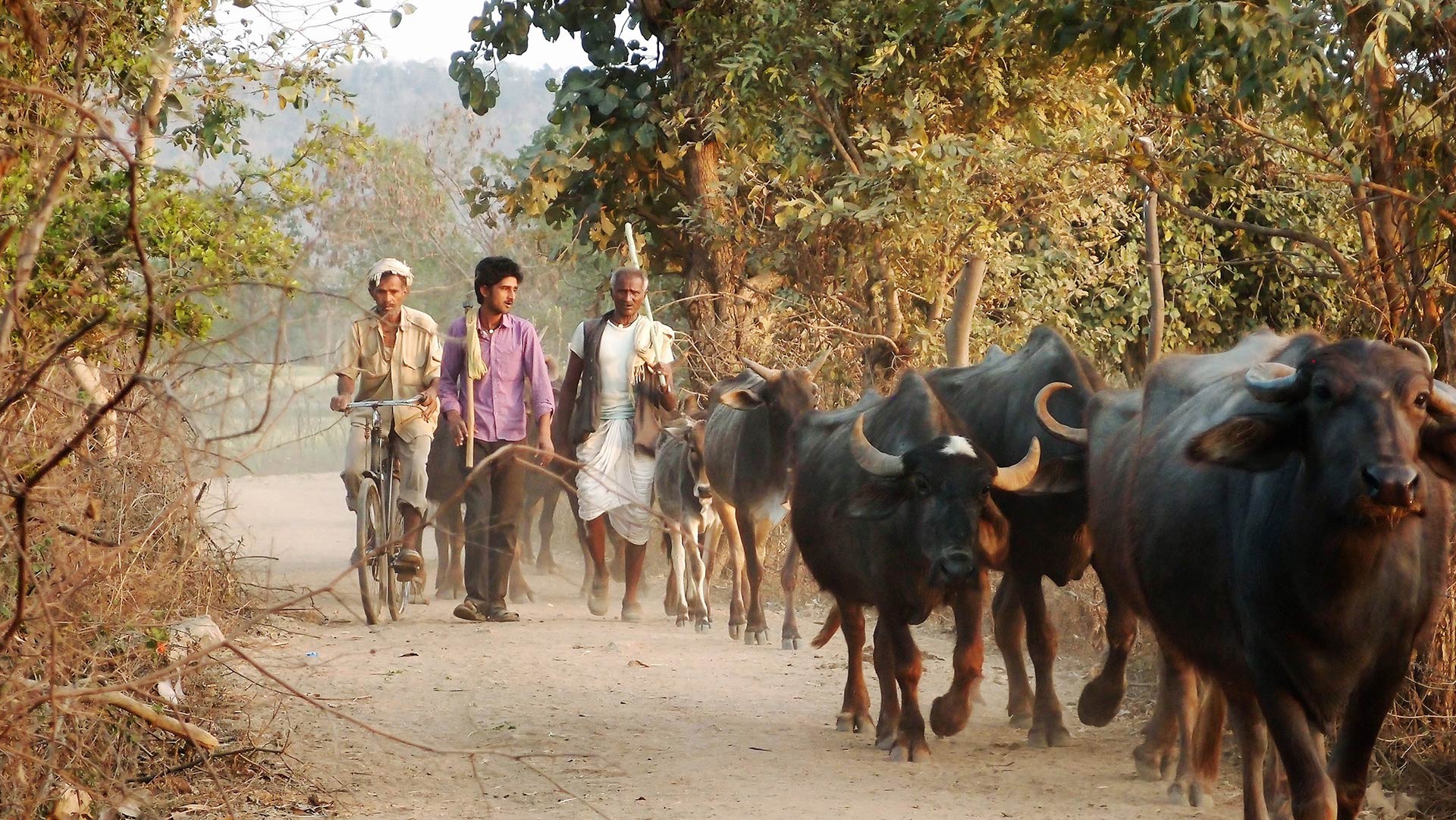 Farmers with buffalo